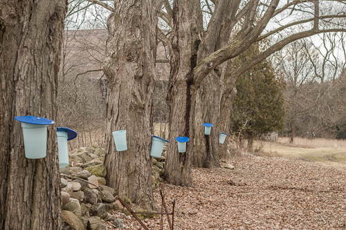 Maple trees in Ontario, tapped for making maple syrup