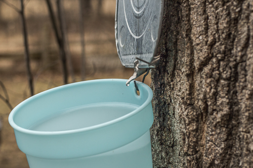 Sap drips into a bucket