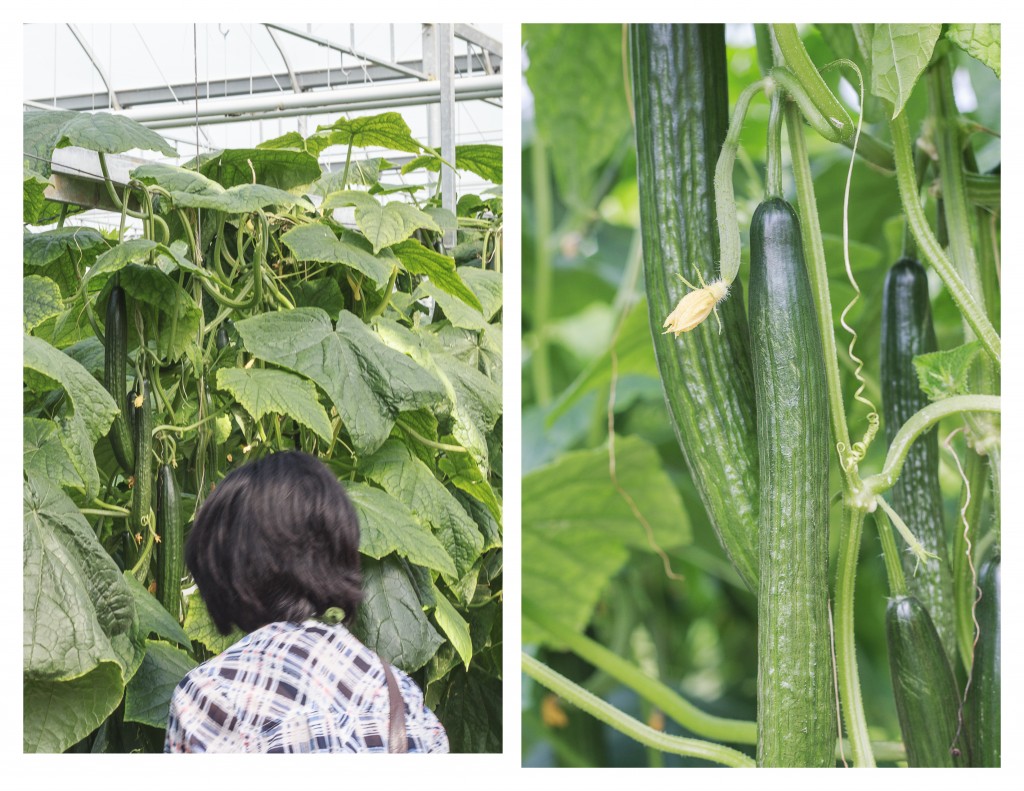 English cucumbers growing in an Ontario greenhouse - TheMessyBaker.com