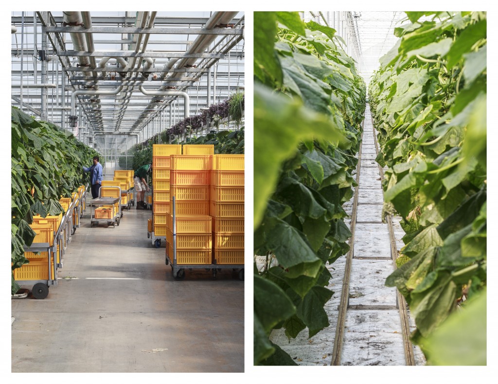 Picking greenhouse cucumbers on a large scale - TheMessyBaker.com