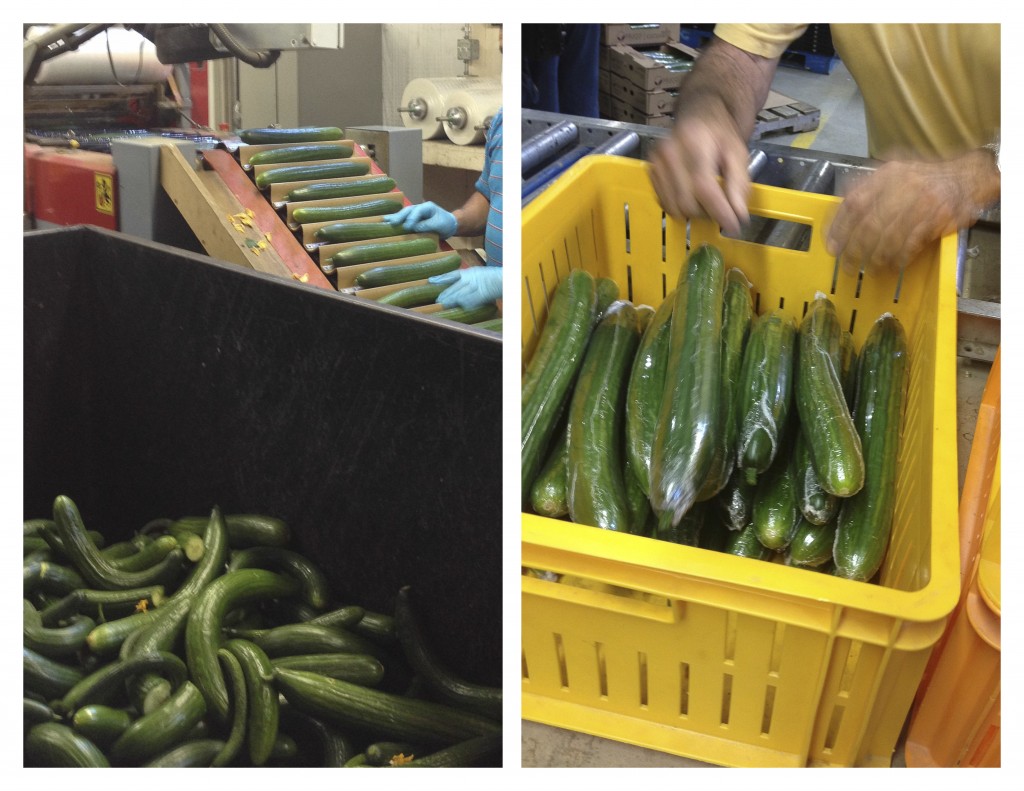 Sorting cucumbers in an Ontario greenhouse - TheMessyBaker.com