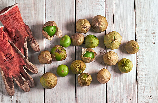 Tomatillos from my garden