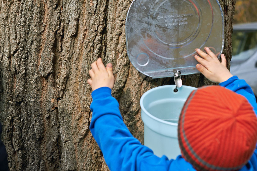 Checking the buckets collecting sap for maple syrup