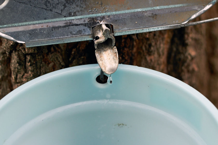 A single drop of maple sap drops into the bucket. We're still hours — even days  — away from maple syrup. 