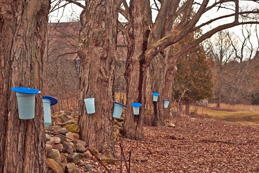 A row of trees with sap buckets for making maple syrup