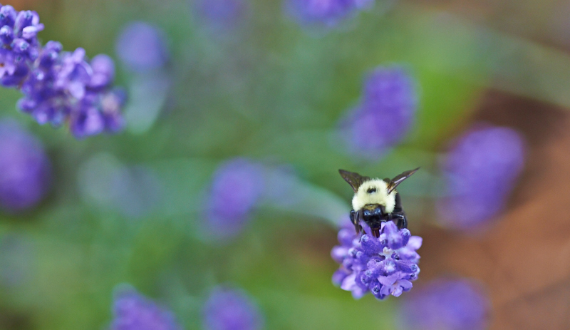 Bee collecting pollen from lavender -- The Messy Baker