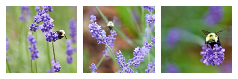 Collage of bees collecting pollen from lavender -- The Messy Baker