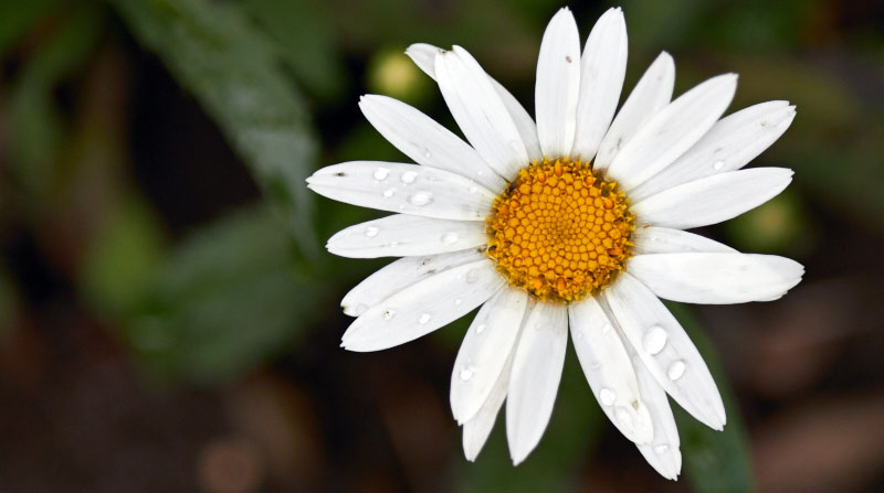 A tattered daisy -- The Messy Baker