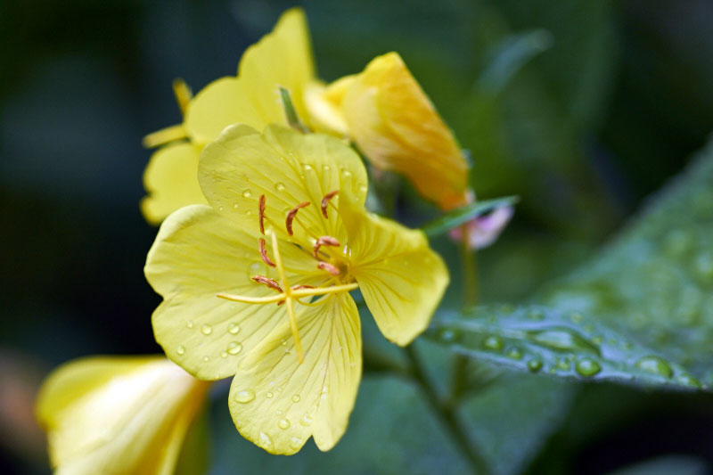 Evening primrose in bloom - The Messy Baker.