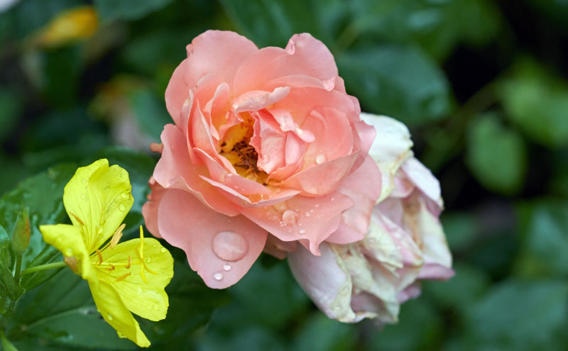 Peach roses, one in fully bloom, one dying. -- The Messy Baker