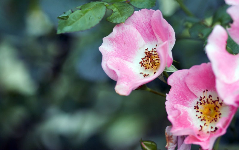 Old-English pink roses in bloom - The Messy Baker