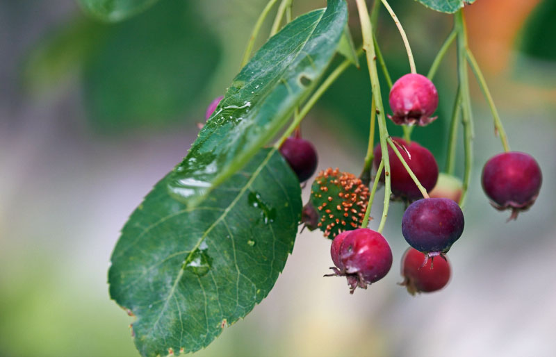 Service berries after the rain - The Messy Baker