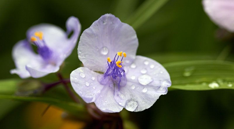 Purple spider wort covered in rain -- The Messy Baker