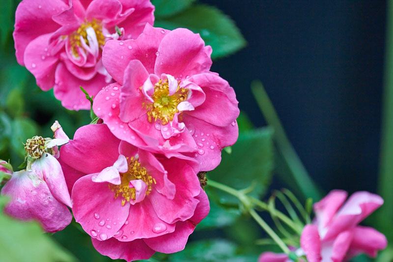 Rain-soaked William Baffin roses -- The Messy Baker