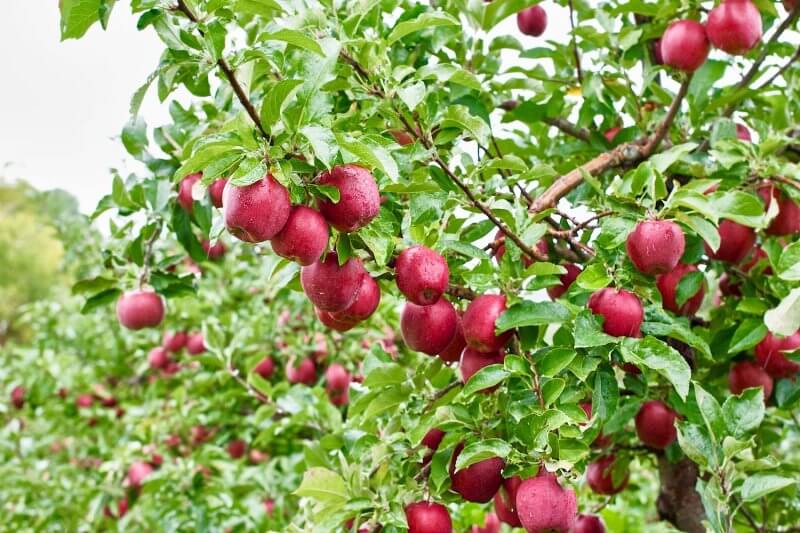 Ontario Apples - Ida Reds