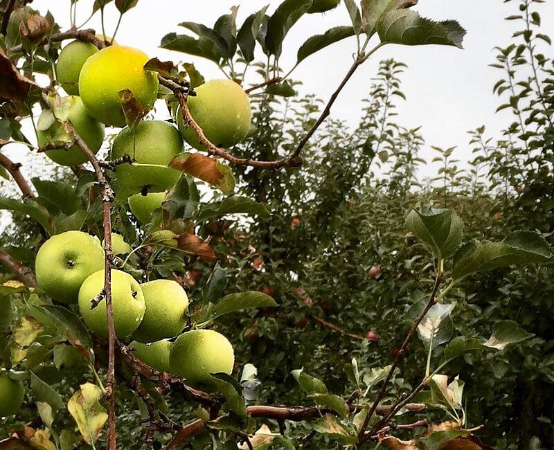 Mutsu aka Crispin -- An Ontario Apple Variety