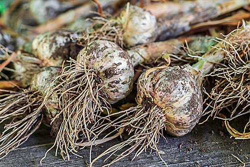 How to Grow Your Own Garlic